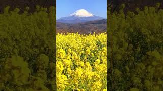 Canola flowers in Azumayama Park.