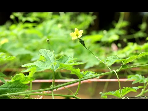 Bitter gourd cultivation in 35 seconds | gourd gardening