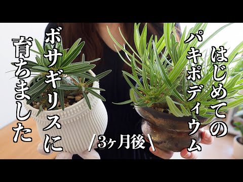 【塊根植物】はじめてのパキポディウム｜成長報告｜3ヶ月後｜実生株