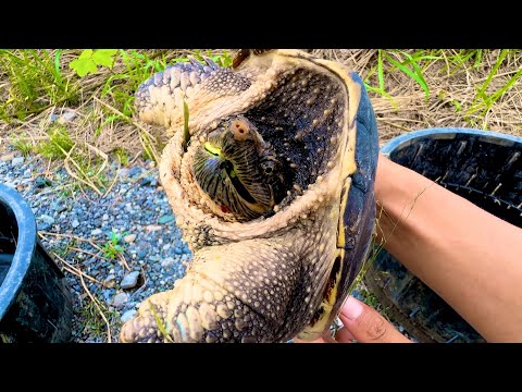 カミツキガメの味がヤバすぎた【再投稿】