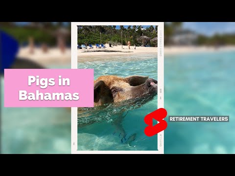 Retirement Travelers: BAHAMAS SWIM WITH PIGS!! #shorts