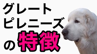 【グレートピレニーズの特徴】をペットショップ店長が解説！