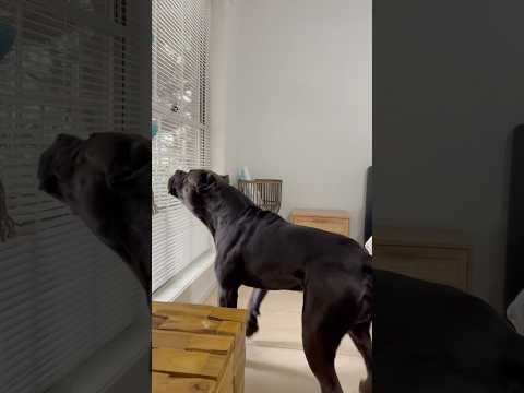 Cane Corso in action….  #dog #canecorsolove #youtubeshorts #fyp #shorts #biggboss