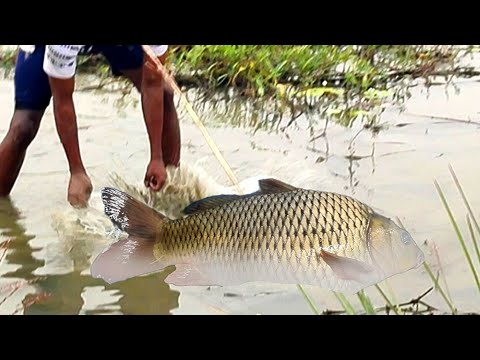 ওরা দুরা বিলে কর্পো মাছ ধরা | Fishing video | Amazing fish catching video | Village fishing