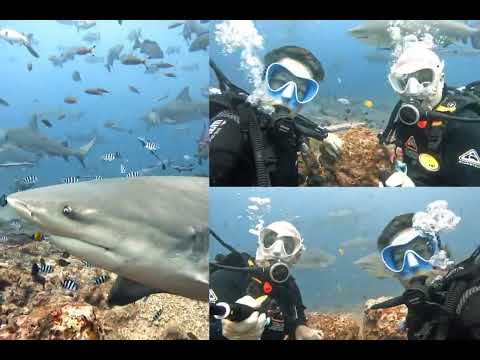 Lauren and BJ diving with the bull sharks of Fiji!