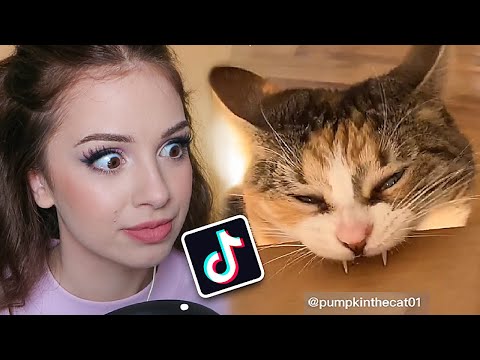 FUNNY CAT TIK TOK VIDEOS