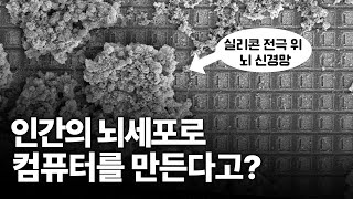 인간의 뇌세포를 배양해서 컴퓨터로 만든다고? 인공지능 다음,  오가노이드지능 온다.