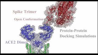 SARS-CoV-2スパイク（Spike）グリコプロテインとhuman ACE2のタンパク―タンパクドッキングシミュレーション（Protein-Protein Docking simulations）