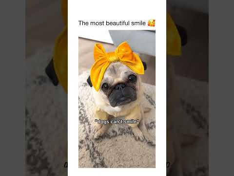 😍Cute smart dog smiling 🥰😂#dog #shorts #cute #viral #tiktok