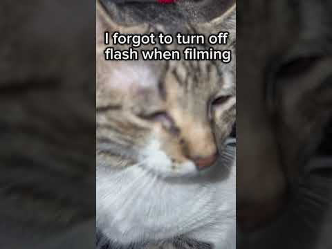 ⚠️Disclaimer No animals were harmed in the making of this video #meme #funny #cat