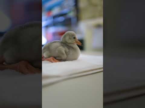 Fort Worth Zoo welcomes lesser flamingo chicks to the flock! #fortworthzoo #animals