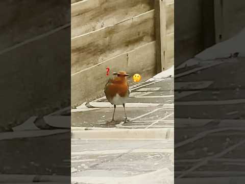 Cute clumsy bird 😊❤️🕊️🐥#shortsvideo #confusedbird #birds #birdslover