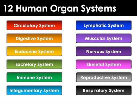 The 12 Organ Systems in Human Body which you must know and if you already know then you must revise