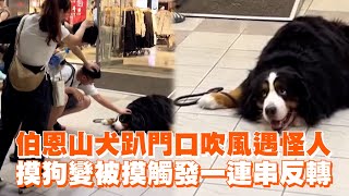 伯恩山犬趴門口吹風遇怪人　摸狗變被摸觸發一連串反轉｜寵物動物｜狗狗