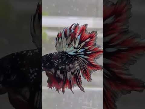 world's best betta fish #betta