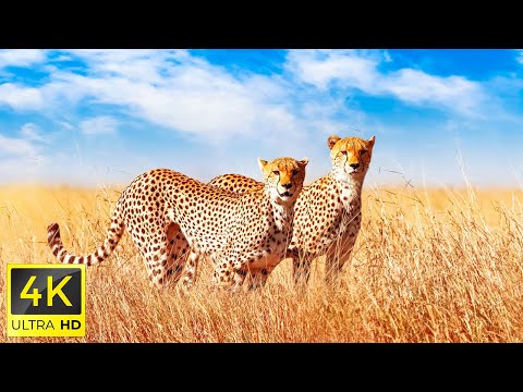 4K African Wildlife: Beautiful Wildlife Movie in Amboseli Park, African With Soothing & Real Sounds