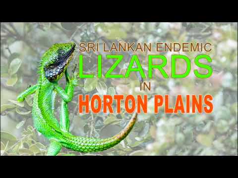 Lizards in Horton Plains