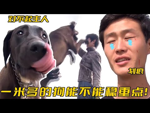 大丹犬身長1米卻酷愛撒嬌，每天鬧著跟主人貼貼，對方狂呼承受不住！