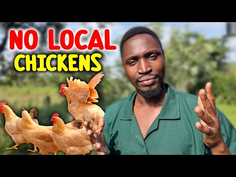 Local Chickens Will Keep You BROKE - Why I don't Raise them!