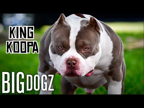 King Koopa - The Heir To Venom's $5 Million Throne | BIG DOGZ