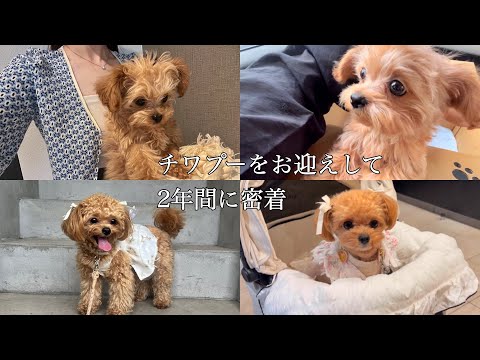 【お迎えして2年間に密着】チワプー🧸|愛犬との２年間に密着🎥|お迎えして2年記念日🏠|平和で幸せな暮らし🕊️|ブイログ