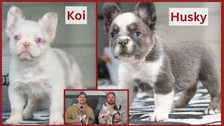 Pink, Husky & Koi French Bull Dog Puppies!