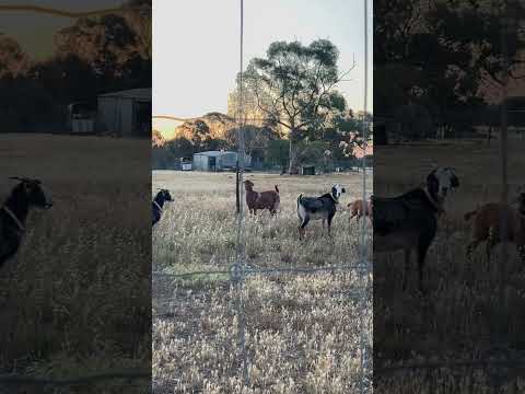 KAMBING DI LADANG LUAS #australia #nature #zoo #farm