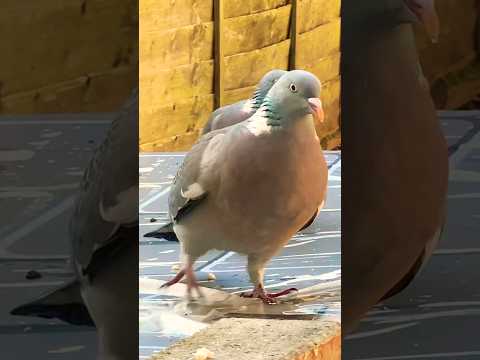 Wood Pigeons Have a Special Breakfast 🥞 🕊️🦅😱#shortsvideo #shorts #birds #pigeon #wildlife