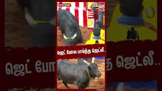 ஜெட் போல பாய்ந்த ஜெட்லீ..#shorts | #alanganallurjallikattu