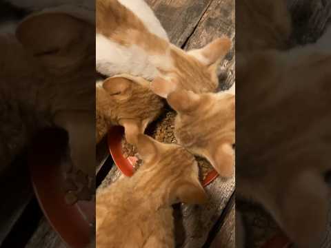 ASMR Kittens eating #kitten 🐈 #orangecat