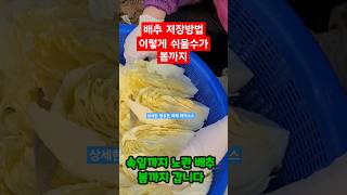 가을배추 저장방법 봄까지 괴산절임배추 하고 남은 배추 저장 #shorts