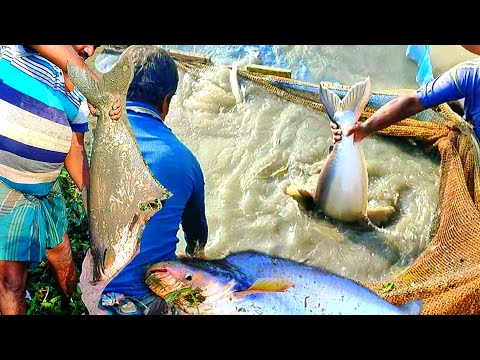 Amazing Hunting Big Fish | Traditional Boy Hunting Big Fish | Biggest Fish Video In Village