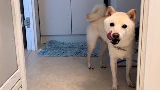 お風呂をのぞきにくるスケベな犬【豆柴わさび】