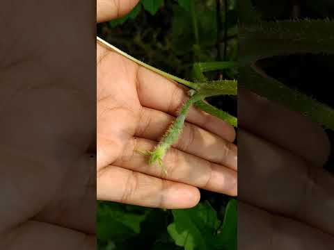 Cucumber Cultivation in rural area type #ideagarden #ideas #gardening #food