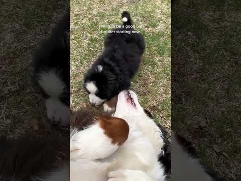 Bernese Mountain Dog Brothers | Bernese Mountain Dog Puppy | Cute and Funny Dog Videos