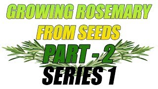 Growing Rosemary From Seeds   Part 2