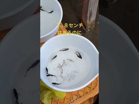 メダカのジャンプ力#ゆたかなメダカ#宮崎#宮崎市#めだか#メダカ#アクアリウム#魚#medaka#japan#fish#aquarium