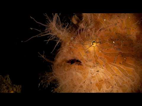 Facts: The Hairy Frogfish