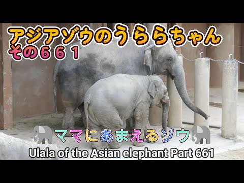 アジアゾウのうららちゃん（６６１）🐘ママにあまえるゾウ🐘（東山動植物園）Ulala of the Asian elephant Part 661