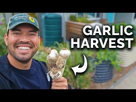 Harvesting & Curing This Year's Garlic! 🧄