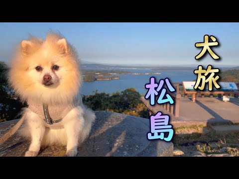 【犬旅】日本を旅するポメラニアン・ムツオ。辿り着いたのは日本三景の地、松島。移ろいゆく時の流れに身を任せ、逆らわず、眠るように過ごしたポメと飼主の2日間。。【松島編】