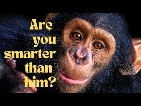 Top Mind Blowing Facts About Chimpanzees!