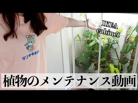 【観葉植物】ただのメンテナンス動画｜作業用｜睡眠用｜植物変態さん向け