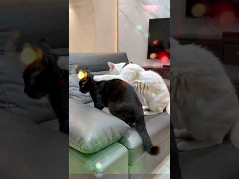 看过两只AI猫咪互掐吗？#shortvideo #猫咪#funnycat#funny