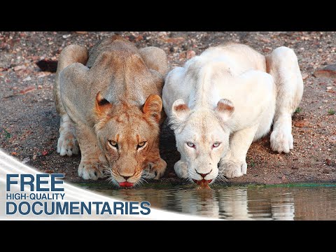 Lions - Surviving against all odds | Full Episode