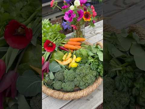 Backyard Grocery Haul #gardening #harvesting #backyardvegetablegarden