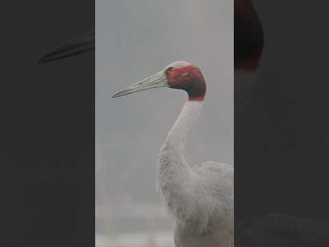 Sarus Cranes: Valentine's Day Dance in Keoladeo National Park #indiawildlife