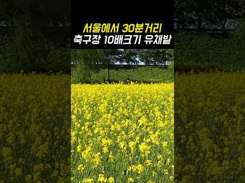 현재 만개중인 잘 알려지지 않은 서울근교 창릉천 강매석교 유채꽃밭!