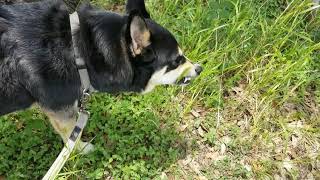 Walking Lapponian herder/Husky Mix on nature trail- Hardberger Park