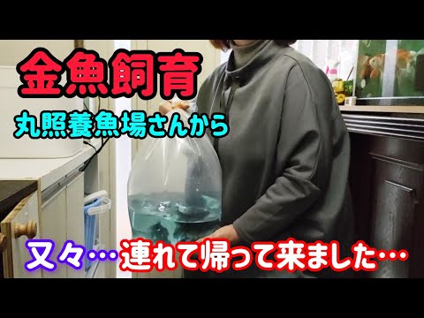 [金魚]　丸照養魚場さん　又出会いがあり…　トリートメントの様子…でも💦我が家の一員になれない子もいました💦　#goidfish